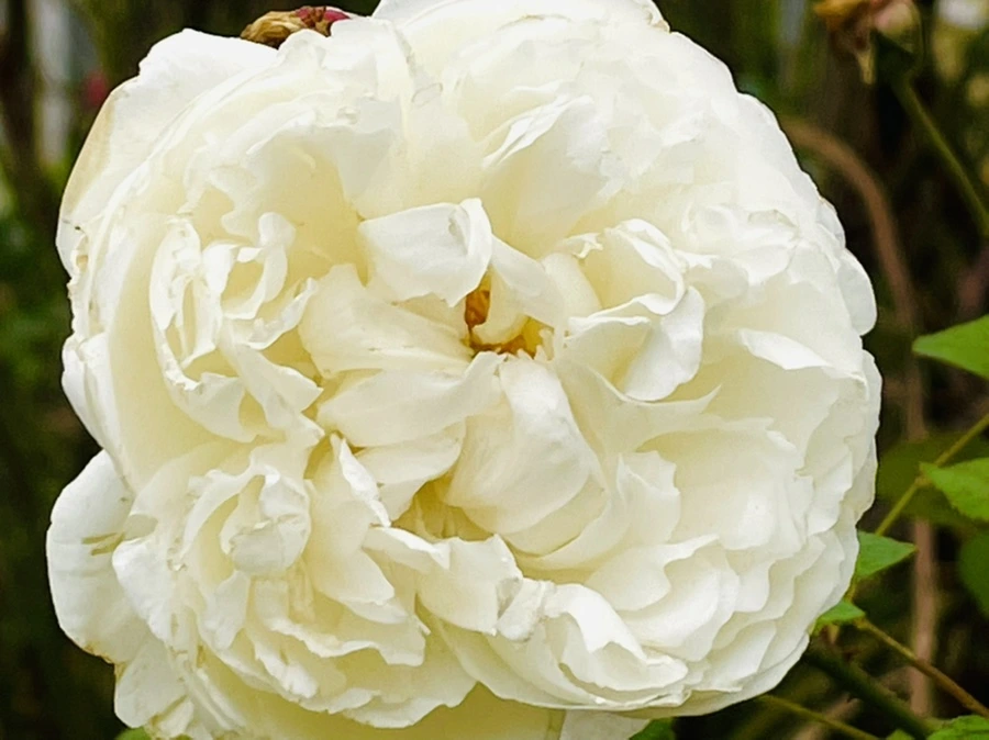 IMG_6195.jpg?type=w966