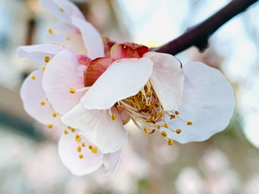 IMG_2297.jpg?type=w966