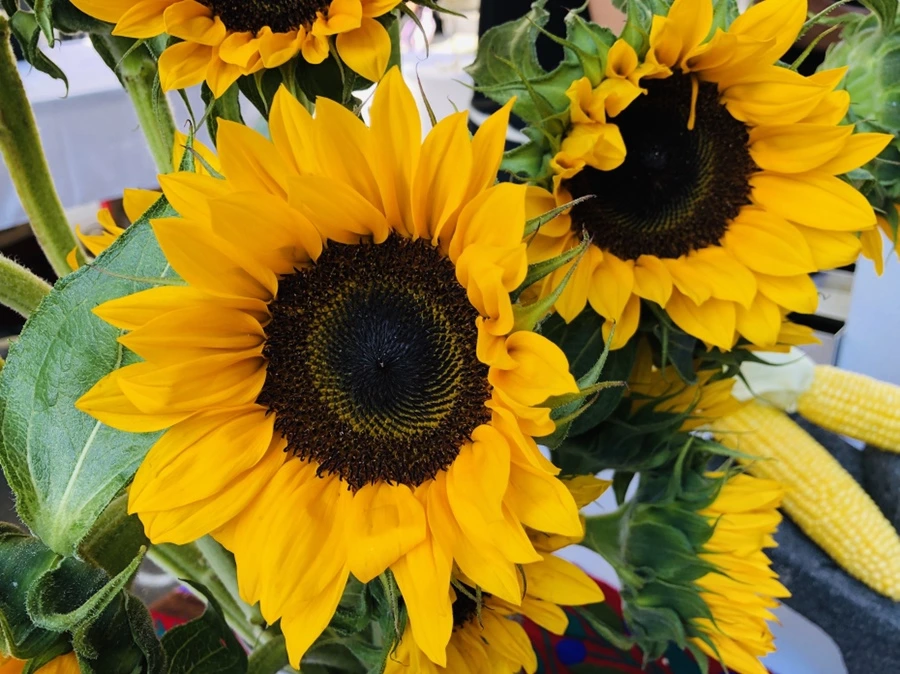 IMG_5603.jpg?type=w966