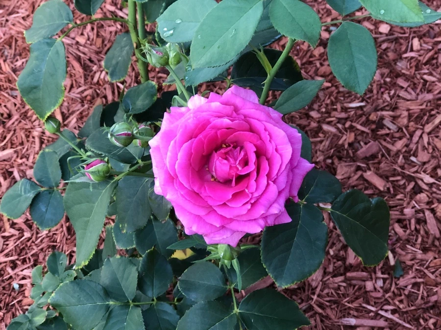 IMG_2540.jpg?type=w966