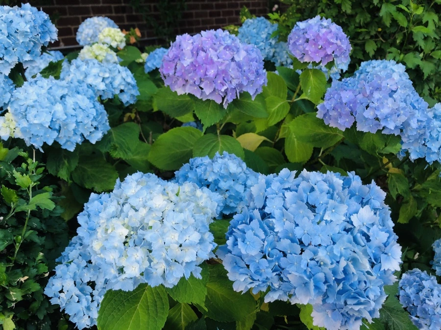 IMG_0354.jpg?type=w966