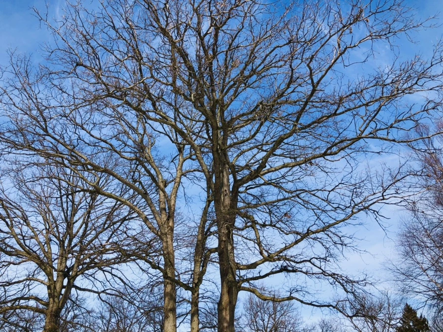 IMG_3098.jpg?type=w966