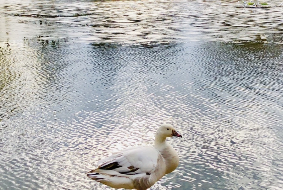 IMG_5076.jpg?type=w966