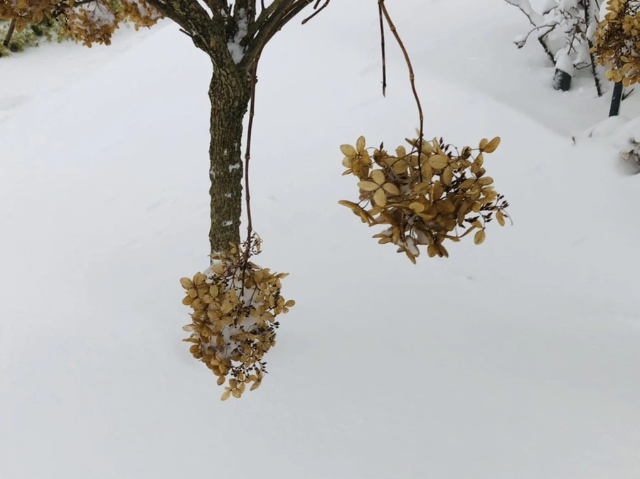 IMG_8777.jpg?type=w966