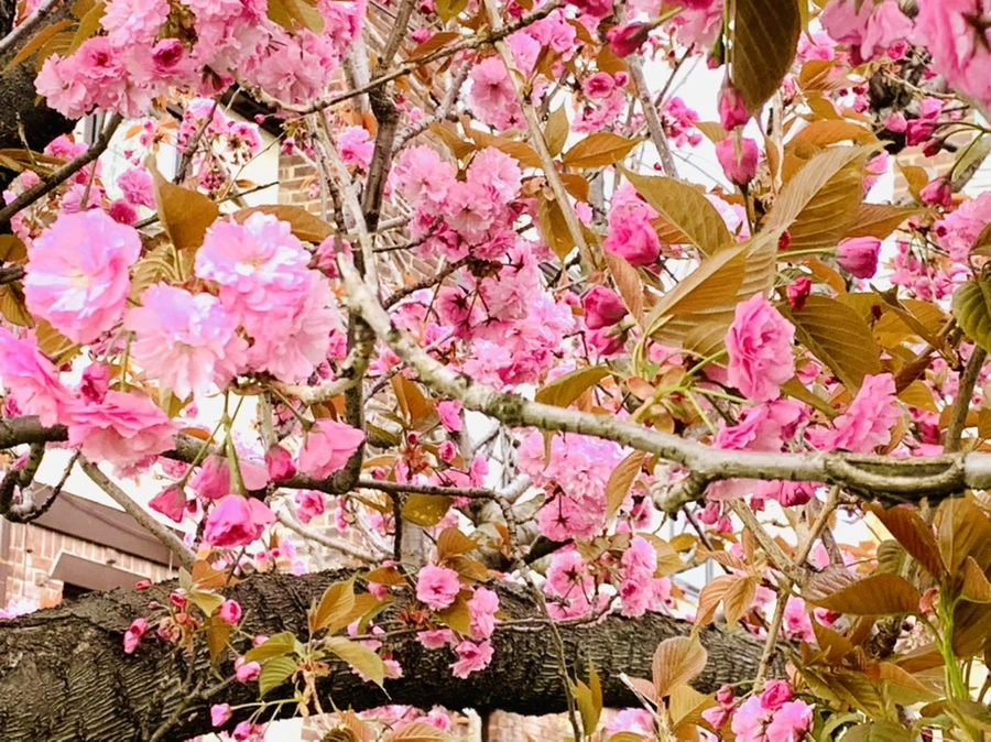 IMG_4423.jpg?type=w966