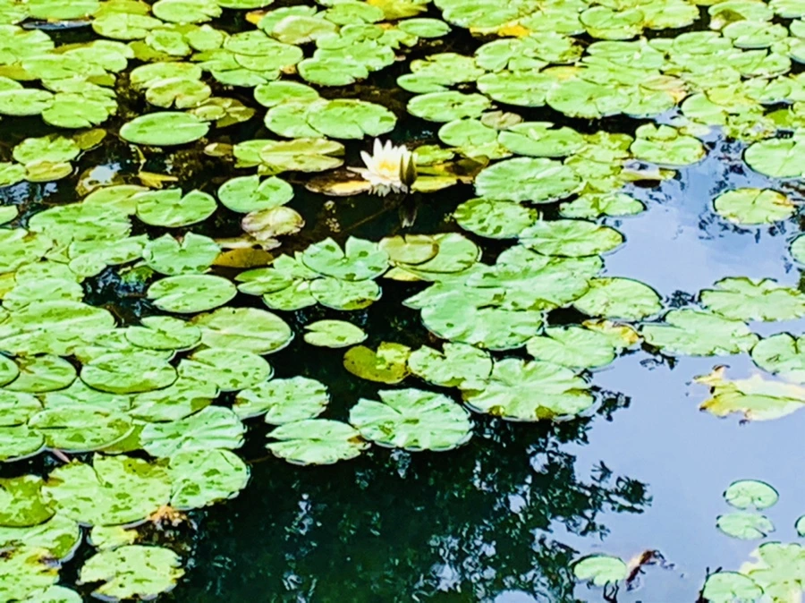 IMG_9268.jpg?type=w966