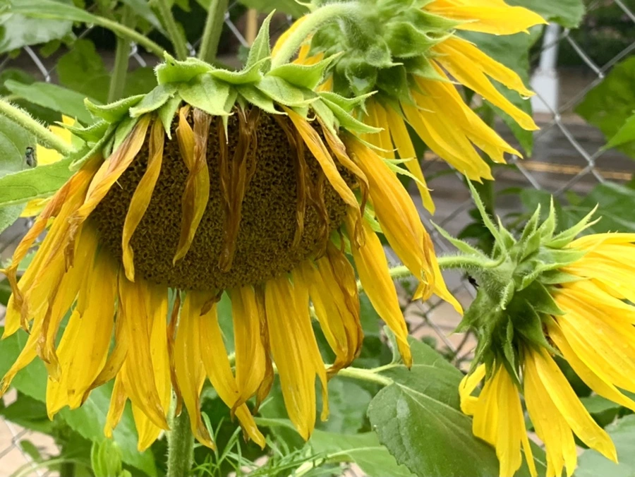 IMG_2794.jpg?type=w966