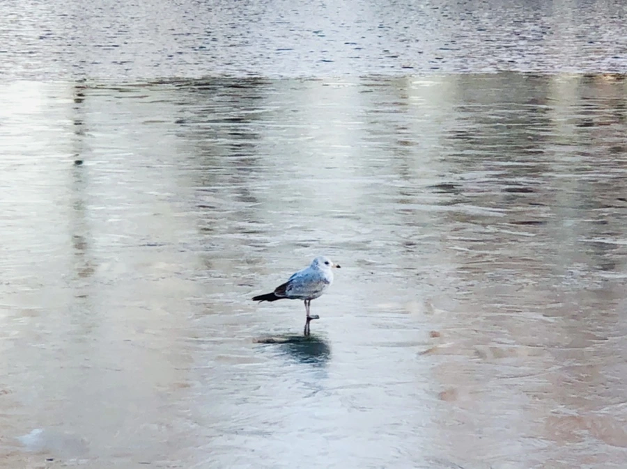 IMG_0822.jpg?type=w966