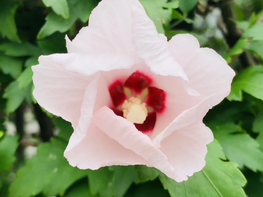 IMG_6040.jpg?type=w966