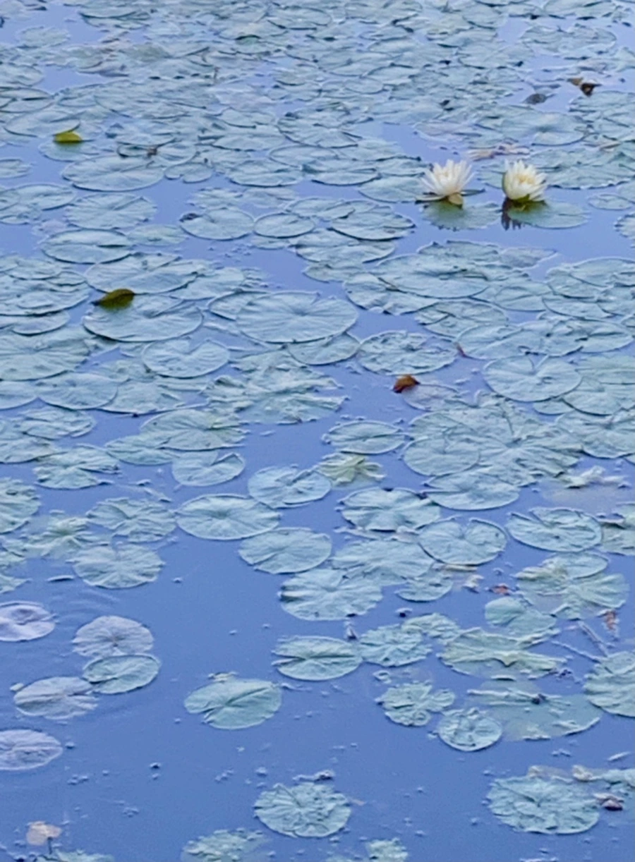 IMG_1027.jpg?type=w966