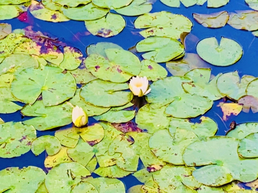 IMG_5548.jpg?type=w966