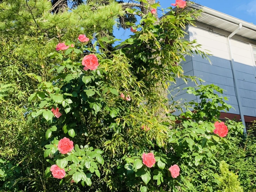 IMG_4634.jpg?type=w966