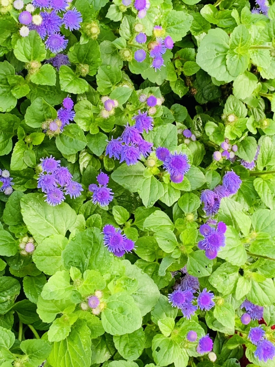 IMG_7316.jpg?type=w966