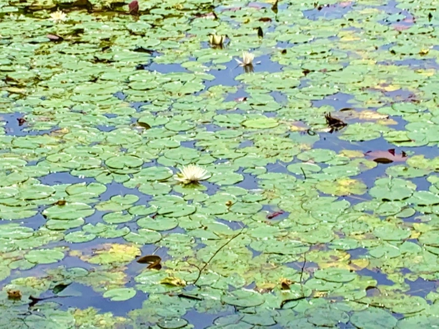 IMG_9162.jpg?type=w966