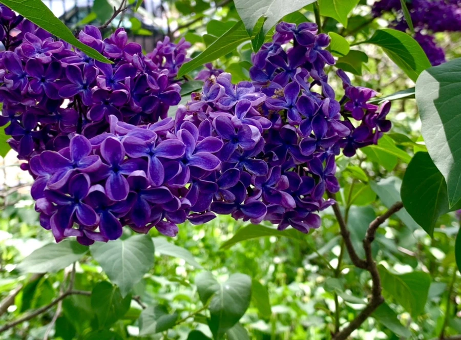 IMG_1142.jpg?type=w966