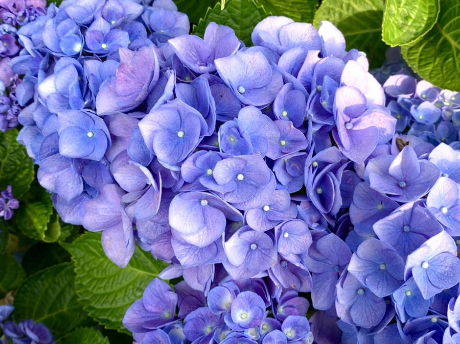 IMG_5983.jpg?type=w966