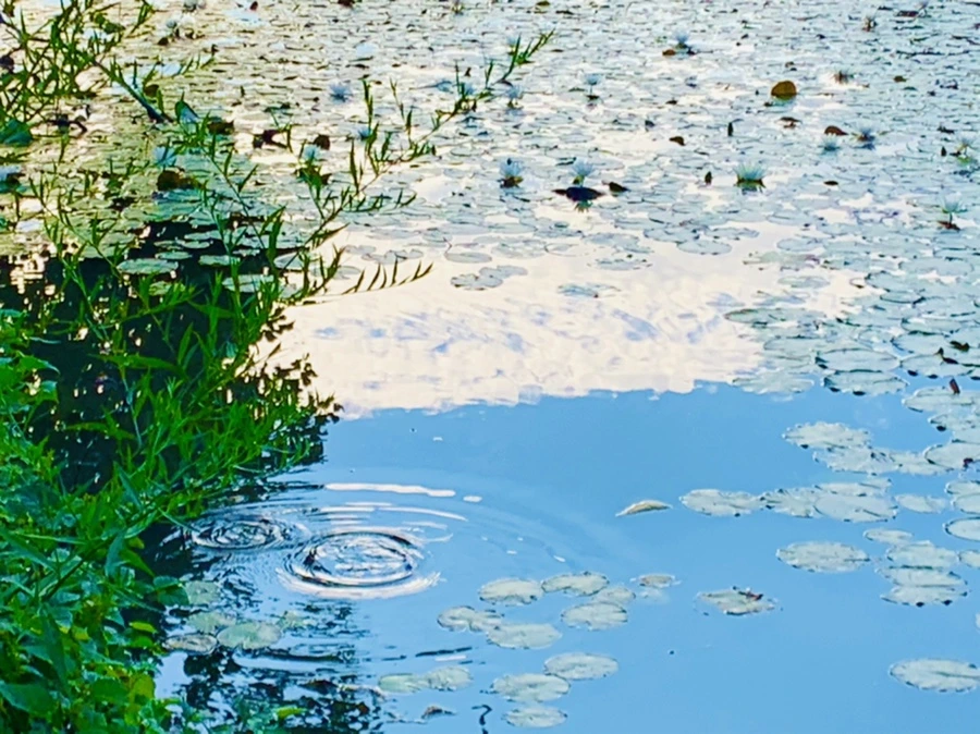 IMG_1549.jpg?type=w966