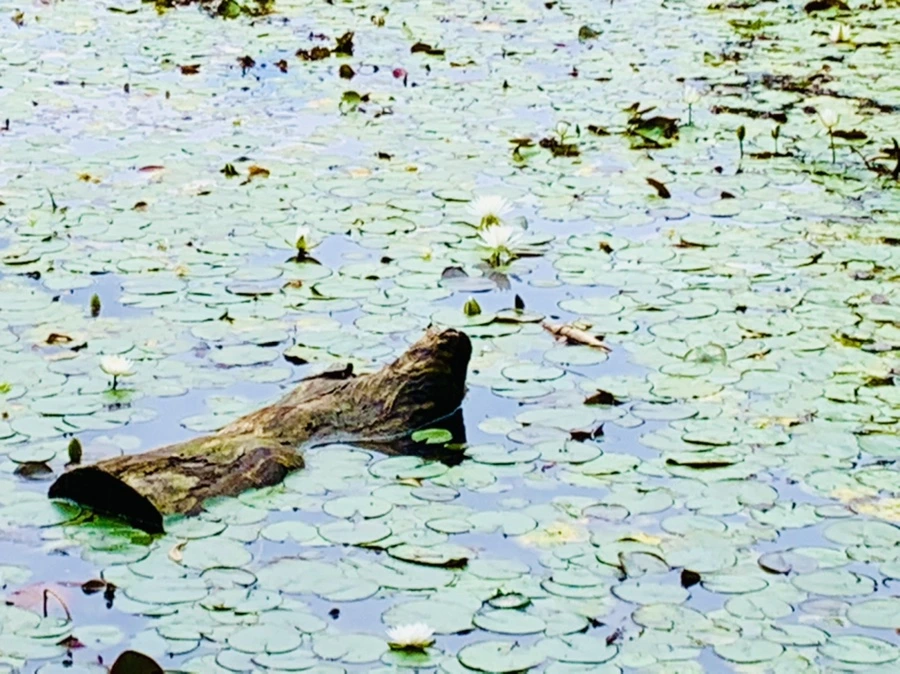 IMG_9132.jpg?type=w966