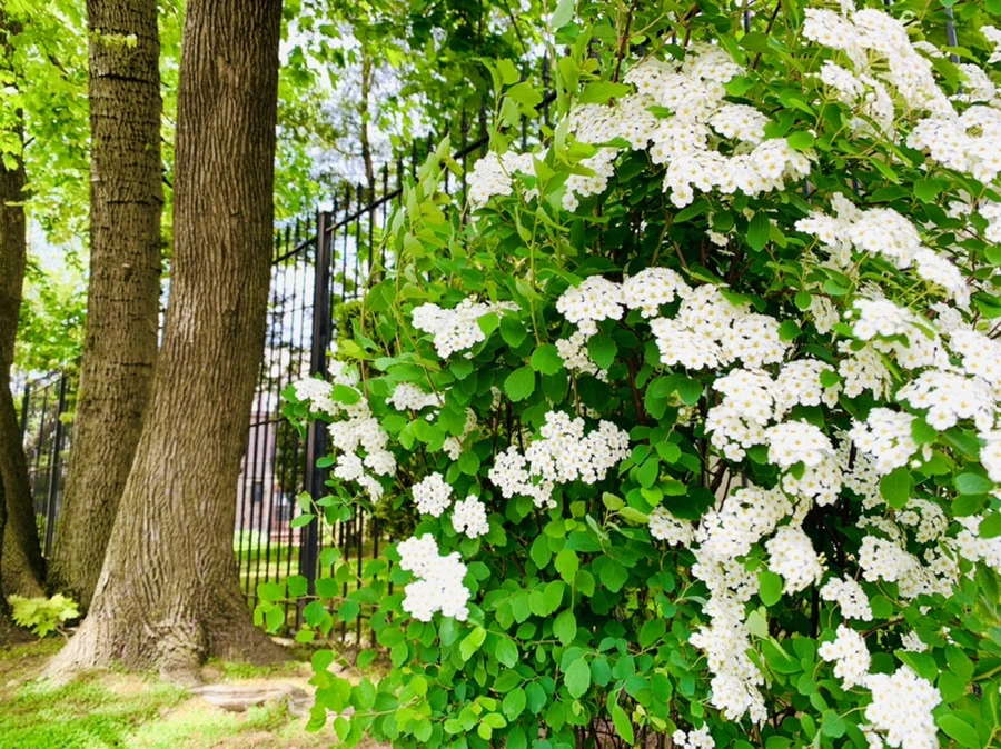 IMG_1503.jpg?type=w966