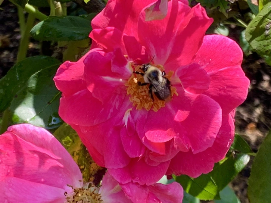 IMG_8455.jpg?type=w966