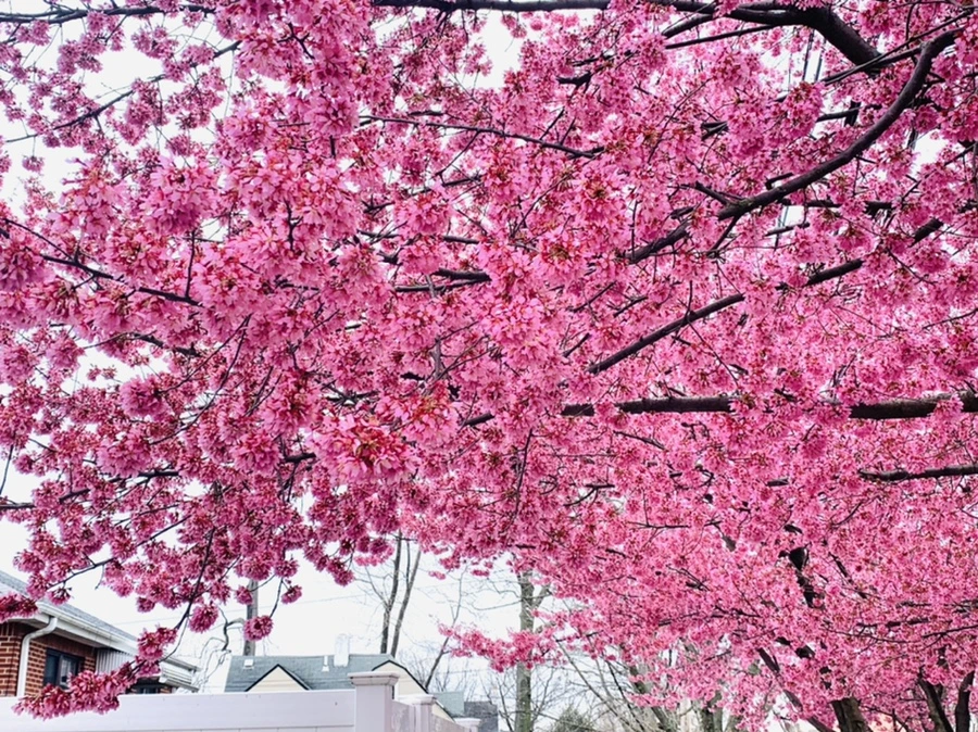 IMG_6278.jpg?type=w966