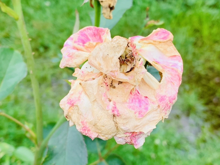 IMG_0430.jpg?type=w966