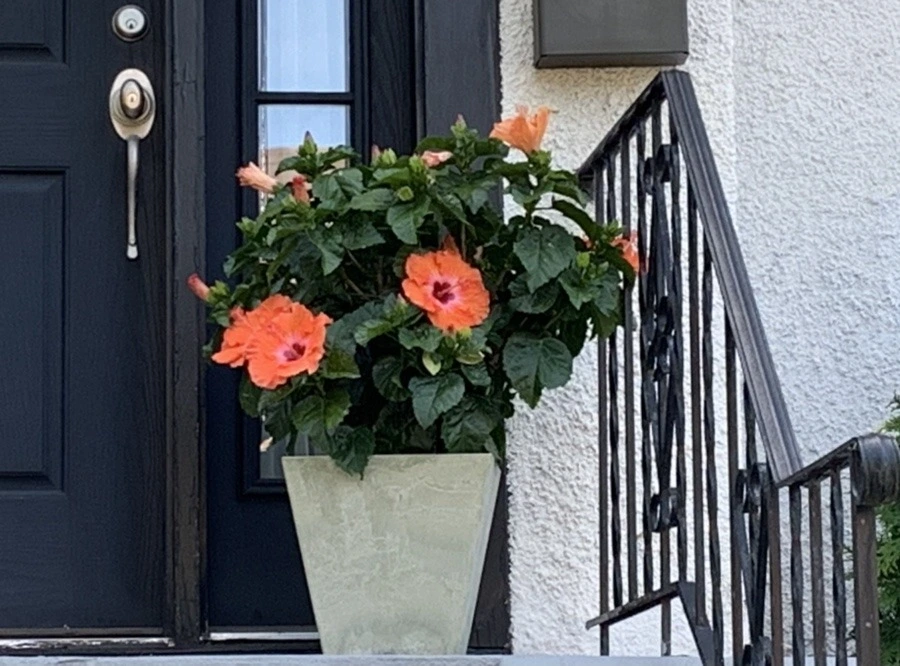 HYvhhcV5MiszP_-mnANqLDs292A