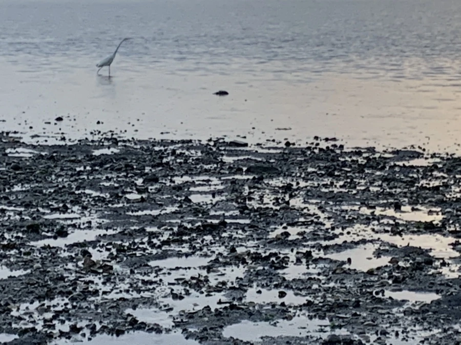 IMG_8154.jpg?type=w966