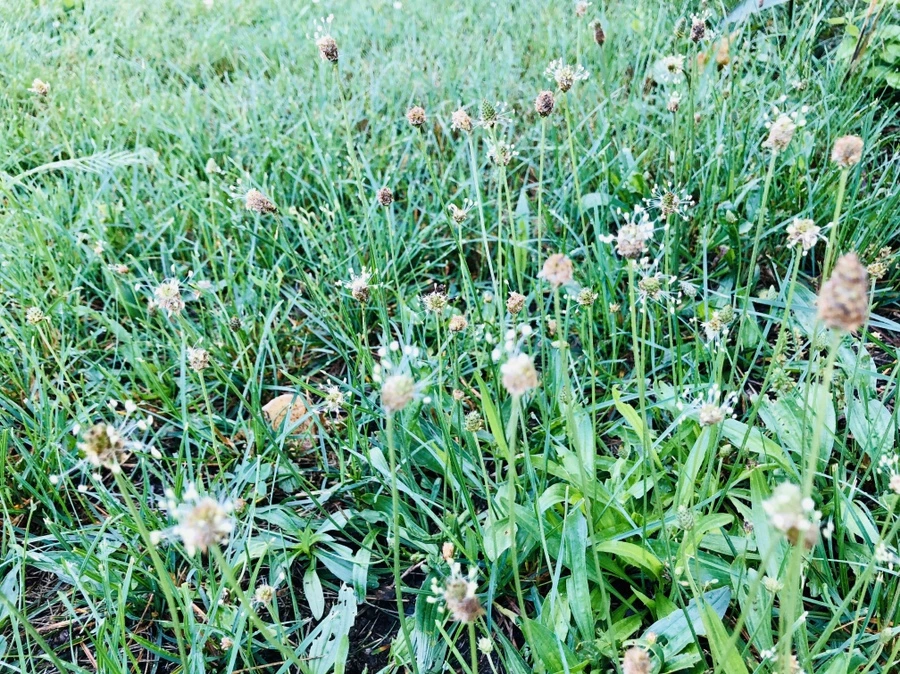 IMG_8342.jpg?type=w966