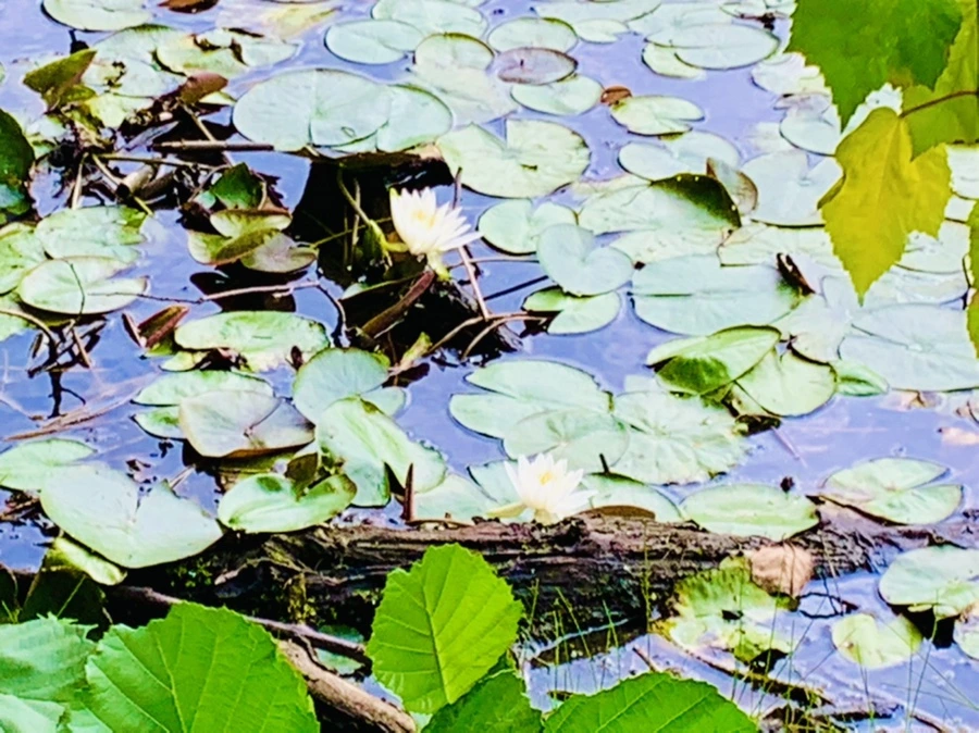 IMG_5205.jpg?type=w966