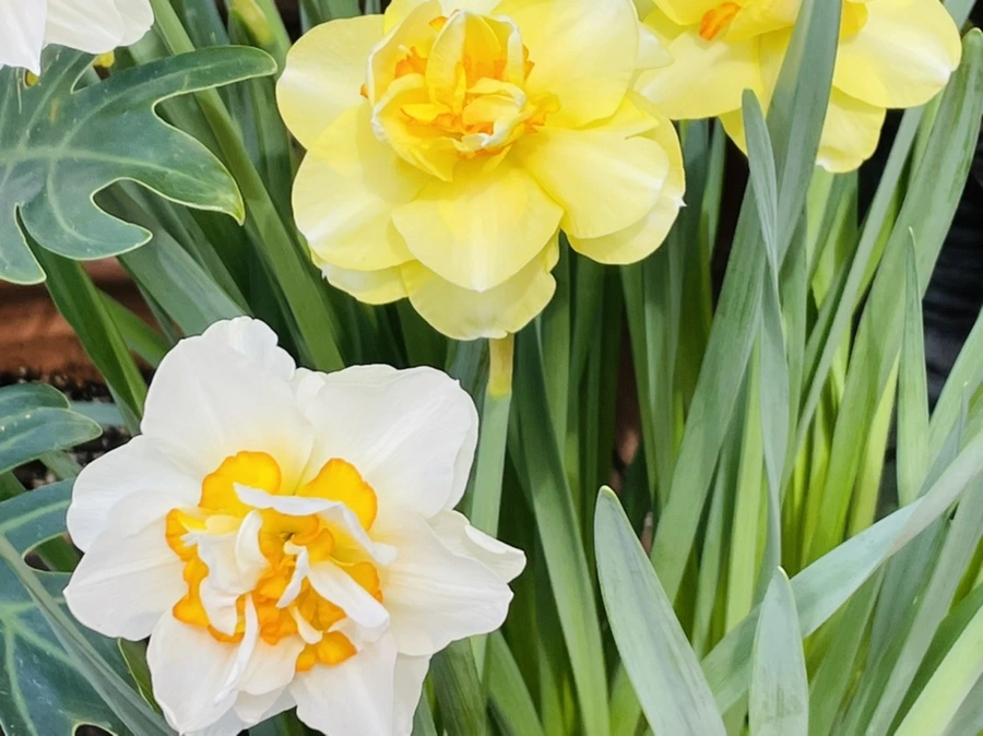 IMG_4198.jpg?type=w966