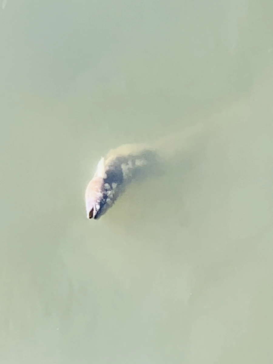 IMG_0617.jpg?type=w966