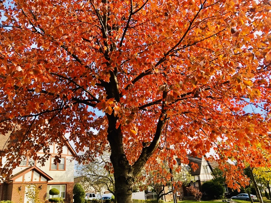 IMG_1992.jpg?type=w966