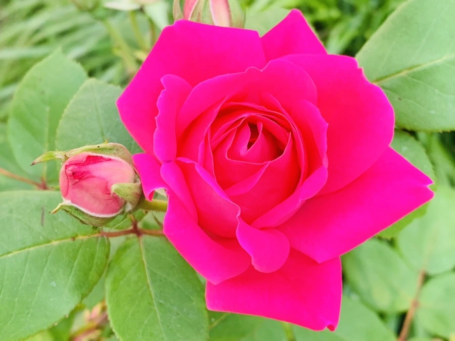 IMG_4072.jpg?type=w966