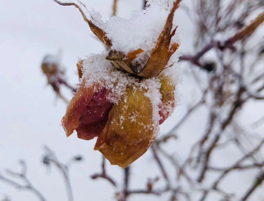 IMG_3544.jpg?type=w966