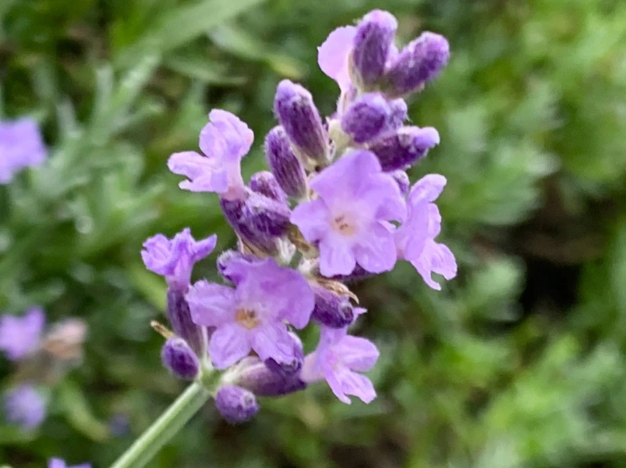 IMG_6883.jpg?type=w966