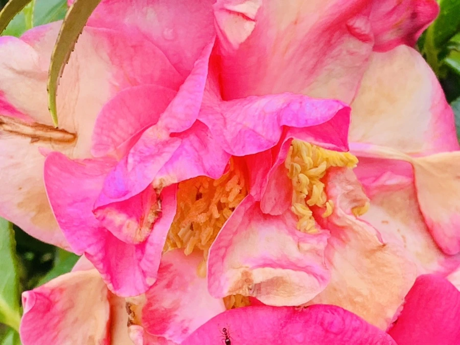 IMG_6241.jpg?type=w966