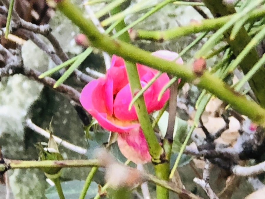 IMG_8774.jpg?type=w966