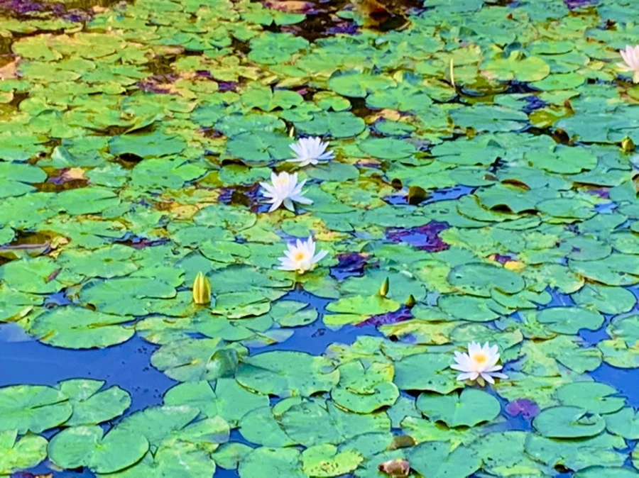 IMG_1074.jpg?type=w966