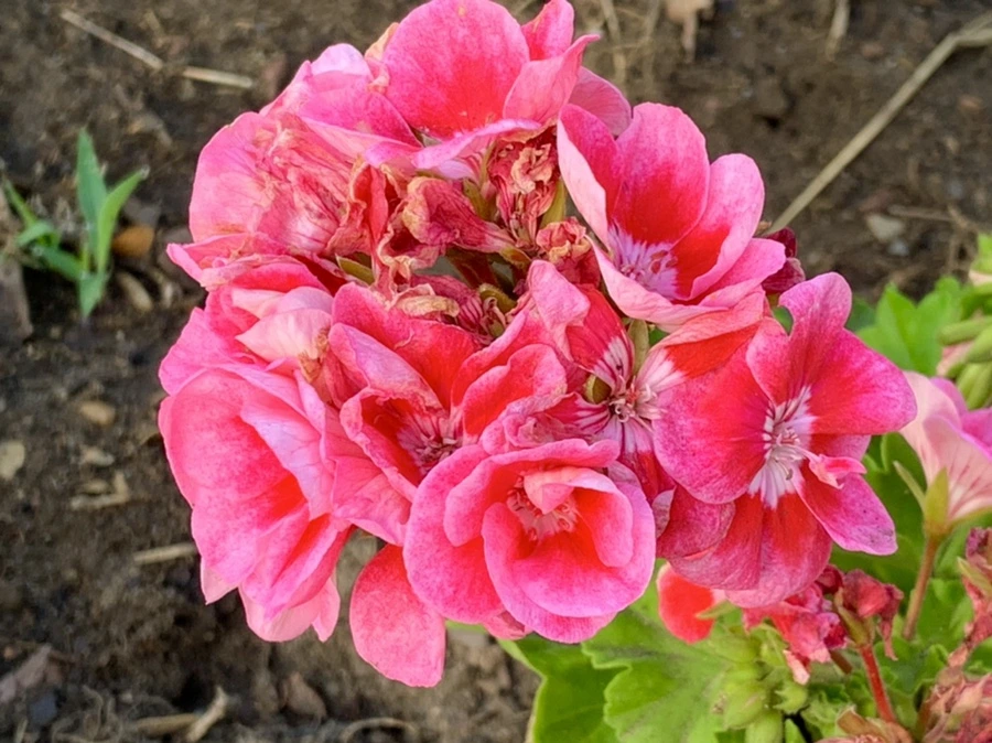 IMG_5267.jpg?type=w966