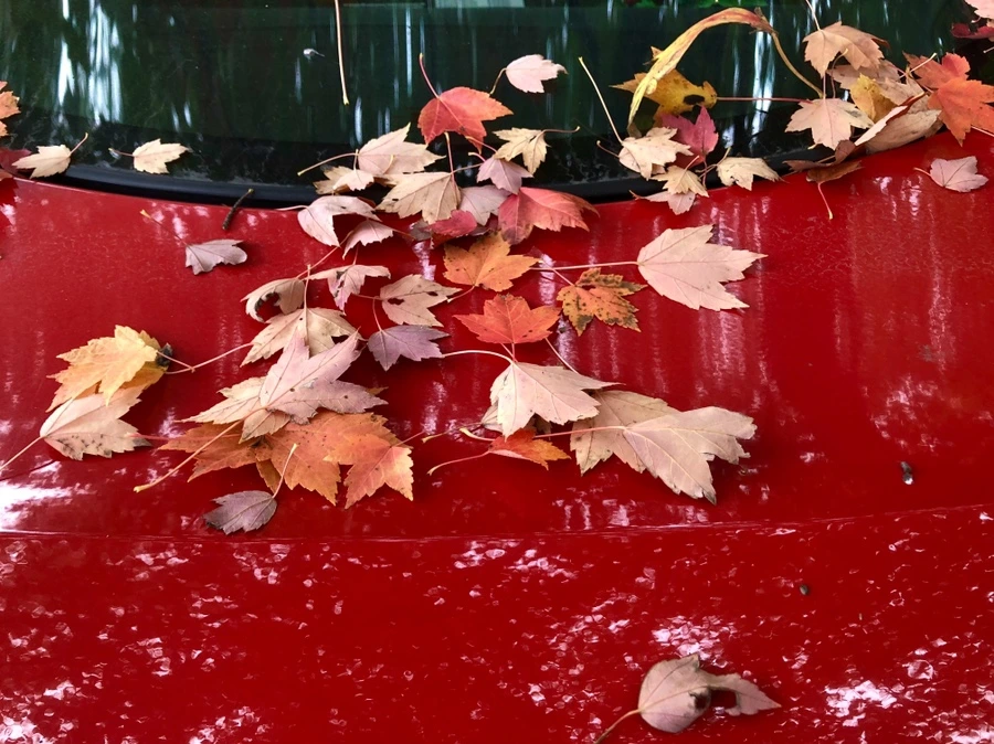 IMG_2181.jpg?type=w966