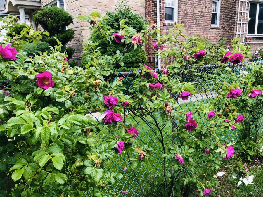 IMG_7382.jpg?type=w966