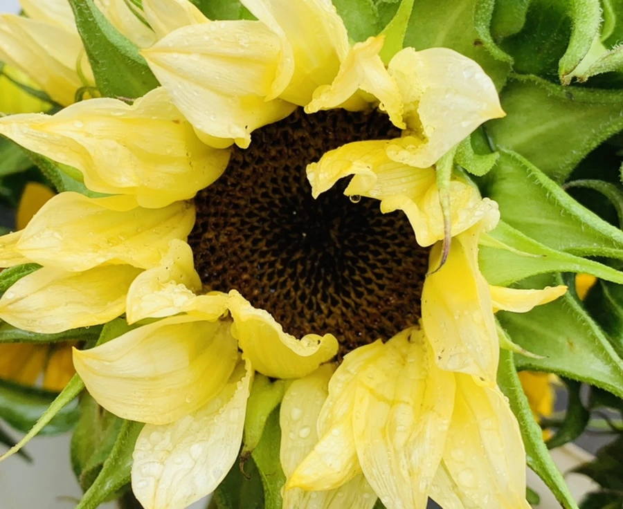 IMG_0275.jpg?type=w966