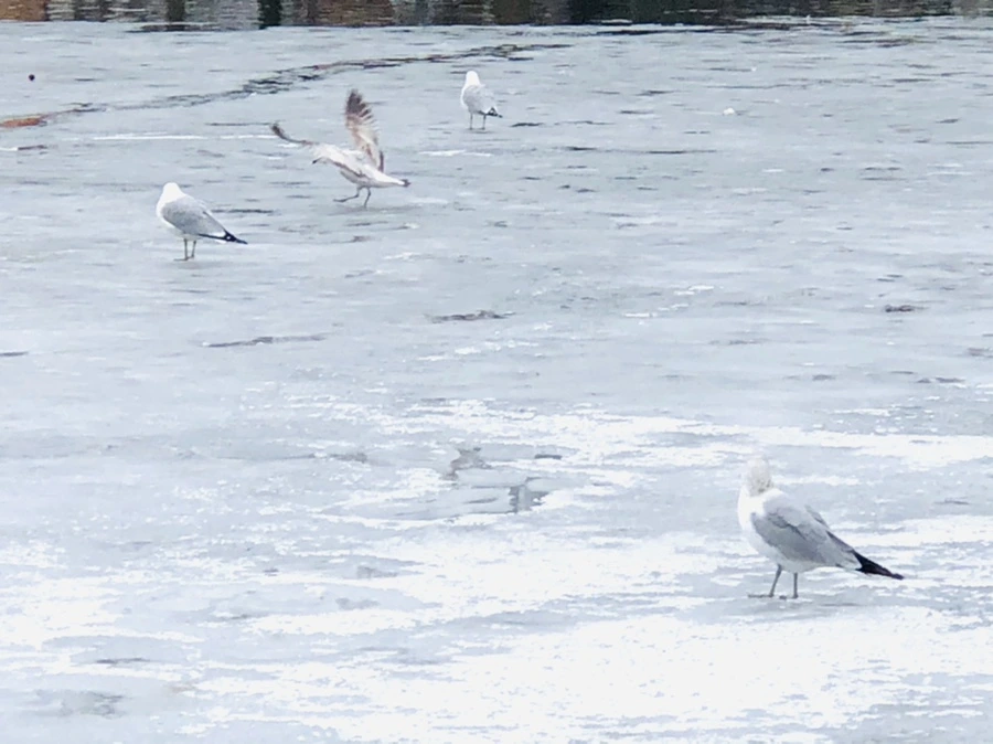 IMG_6325.jpg?type=w966