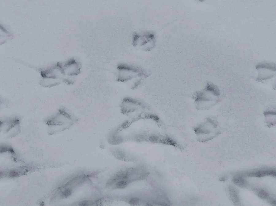 IMG_2542.jpg?type=w966