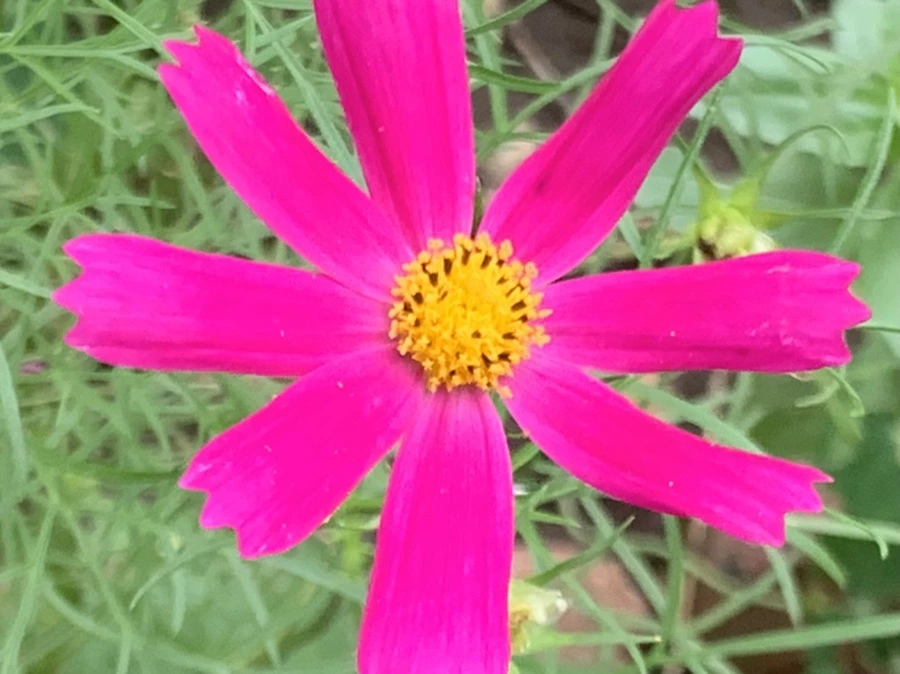 IMG_5986.jpg?type=w966