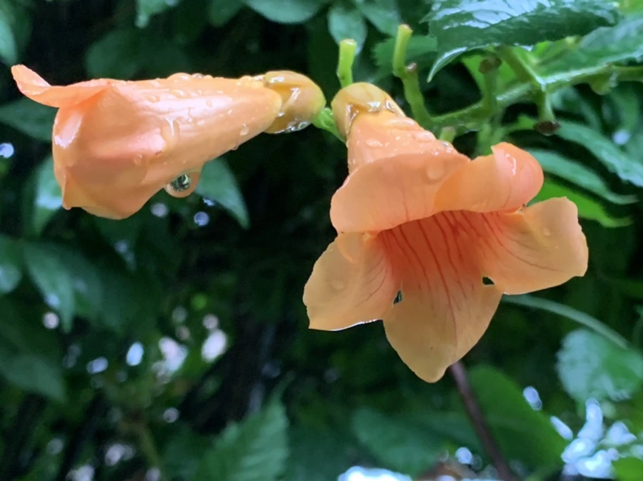 IMG_3837.jpg?type=w966