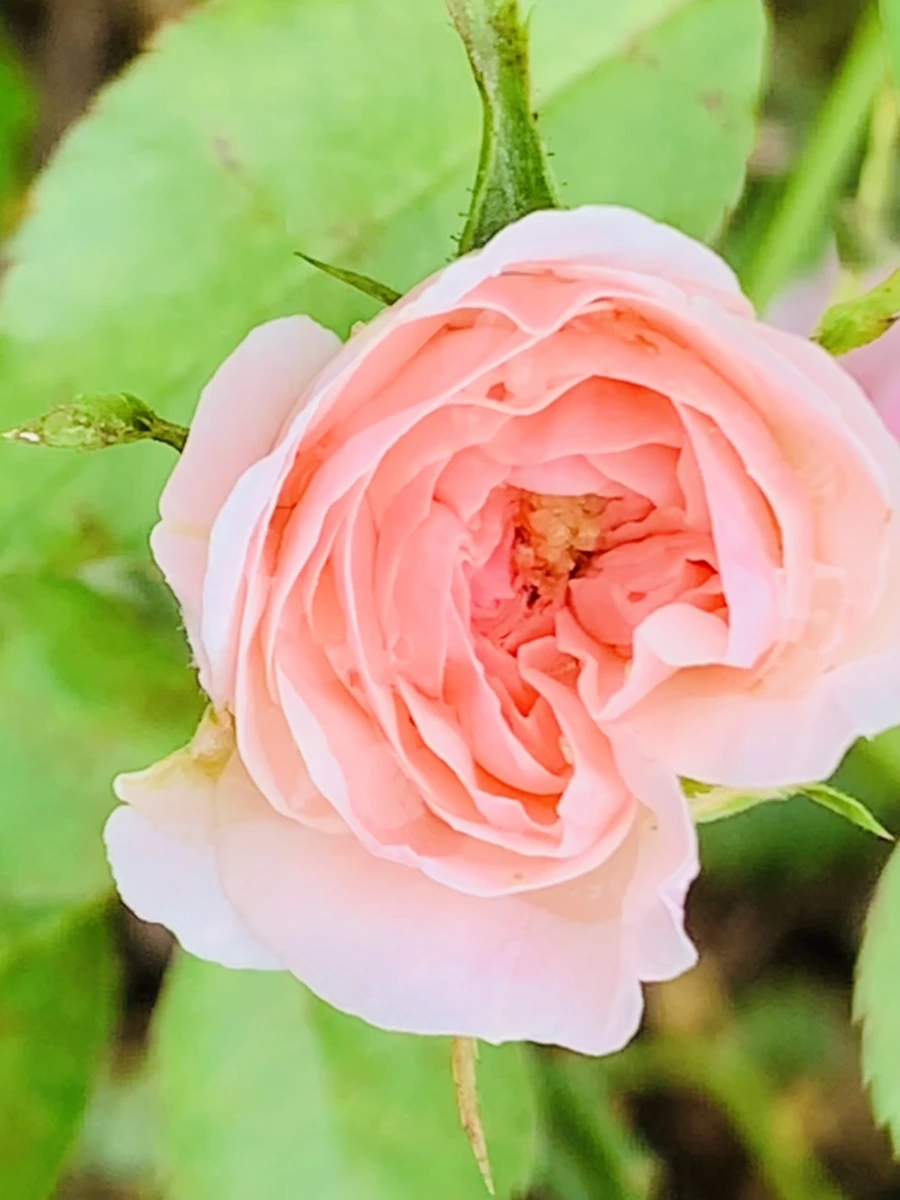 IMG_6938.jpg?type=w966