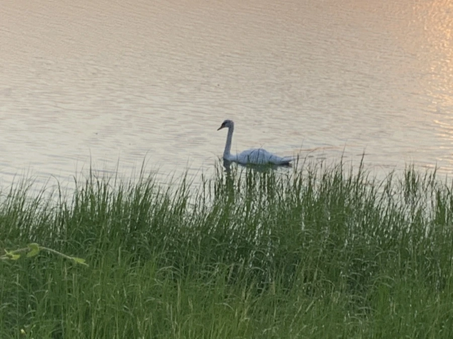 IMG_4753.jpg?type=w966