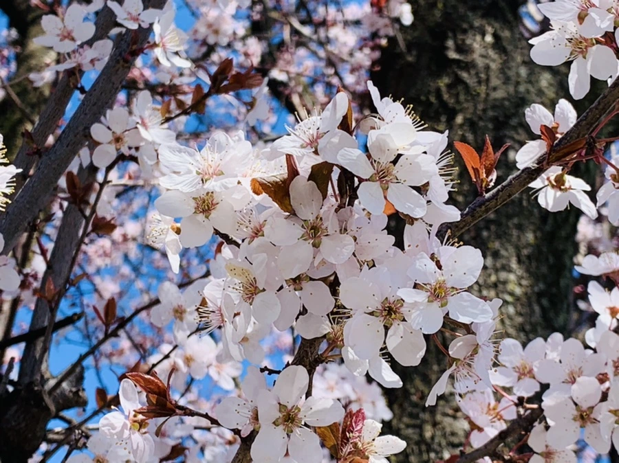 IMG_7932.jpg?type=w966